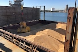 Tonnes of wheat on a ship