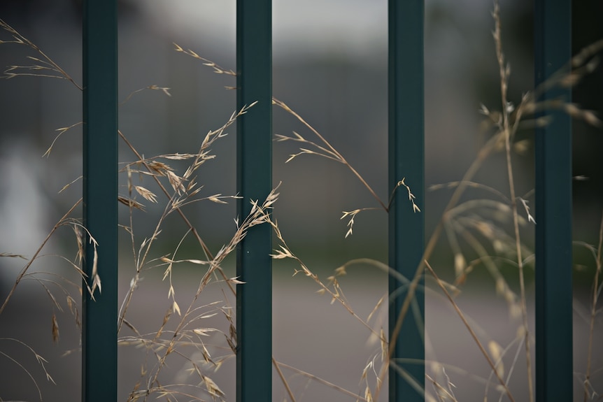 Close up of green fence bars with dried weeds.