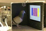 Pigeon in box looking at touch screen