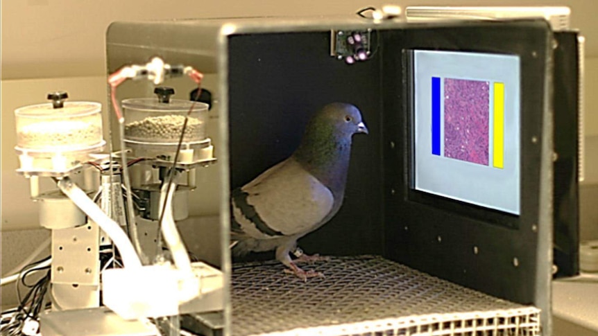 Pigeon in box looking at touch screen