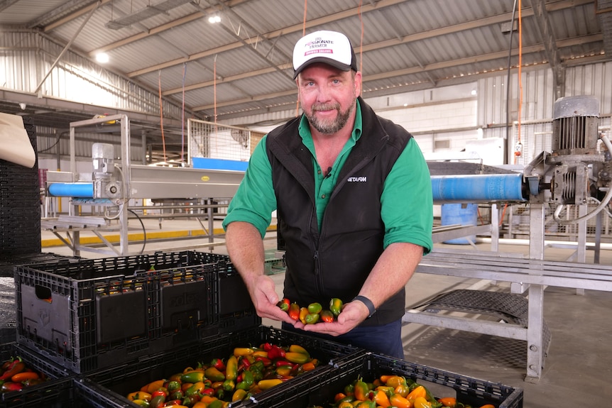 Jamie Jurgens kneels behind a crate of chillies in a packing shed, holding some in his hands