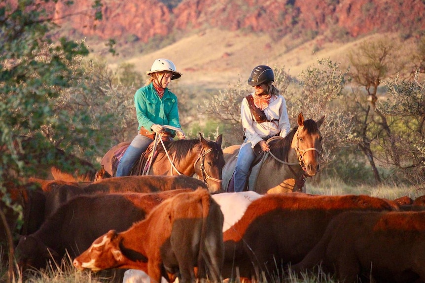 Two women sit on horses behind a mob of cattle
