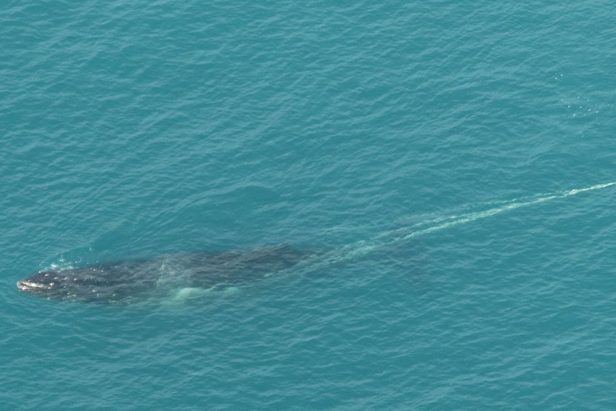 a whale swimming in the ocean off Victoria's east coast tangled in ropes, lines and buoys