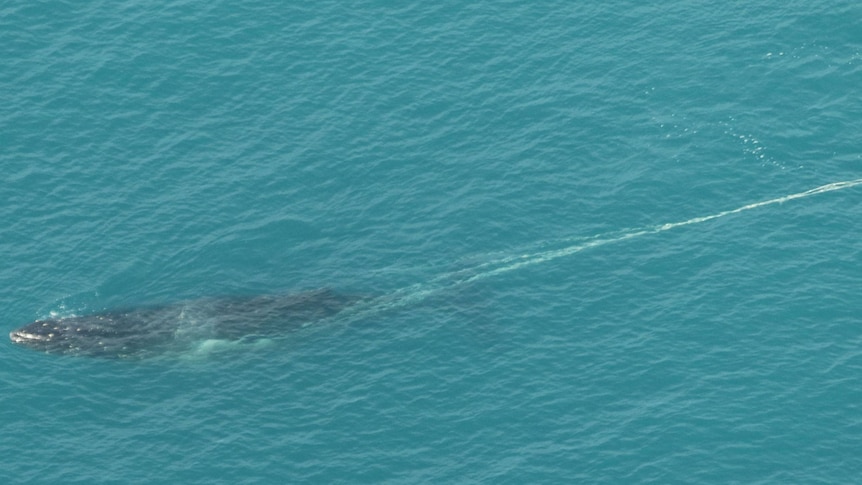 a whale swimming in the ocean off Victoria's east coast tangled in ropes, lines and buoys