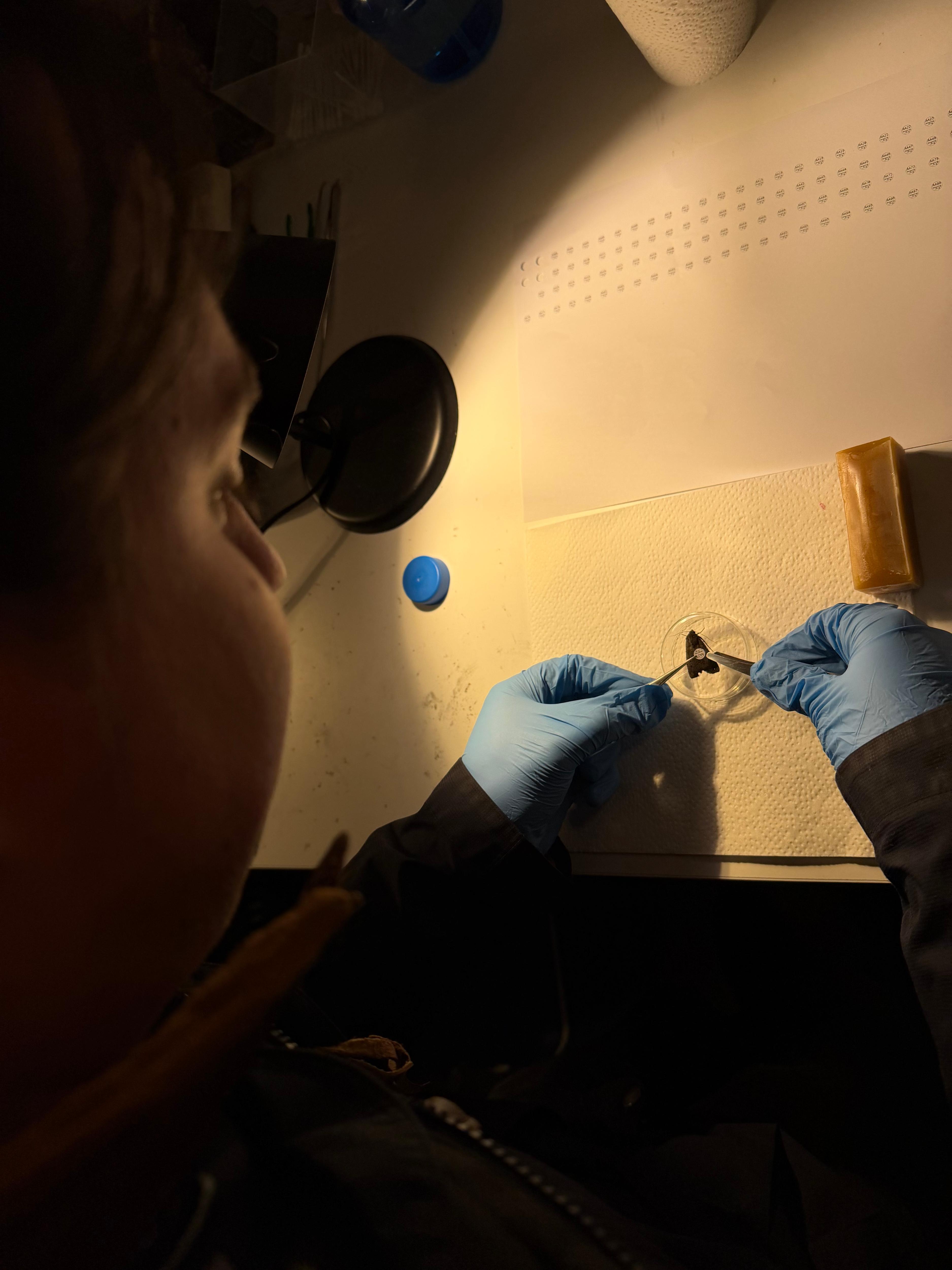 Researcher tagging bogong moth