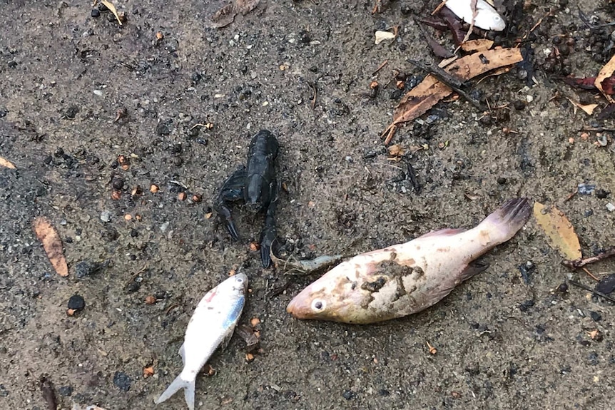 Fish dead on the river bank