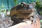 A cane toad sits in a garden in Darwin