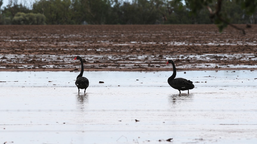 two swans in a pool of water