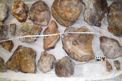 Some of the artefacts from Lake Macquarie's ancient petrified forest.