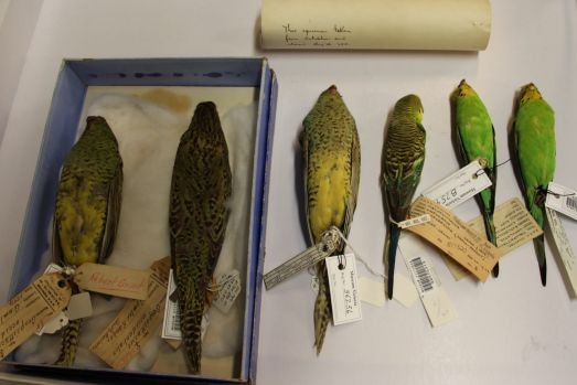 Old preserved specimens of night parrot (on left) are still used to study the bird's physiology.