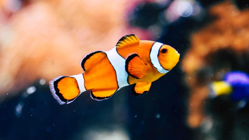 A clownfish swimming in an aquarium.