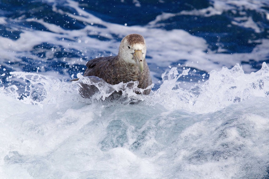 A southern giant petrel