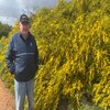 An old man with glasses stands in front of a yellow acacia bush.