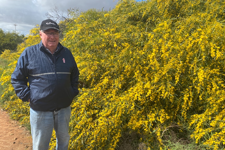 A bespectacled older man stands in front of a yellow wattle bush.