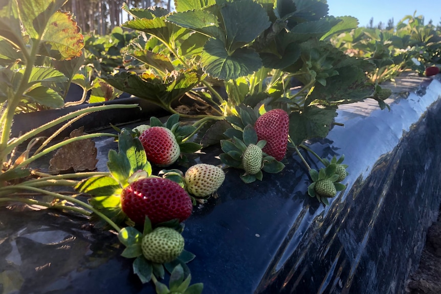 Strawberries growing out of black plastic in a field