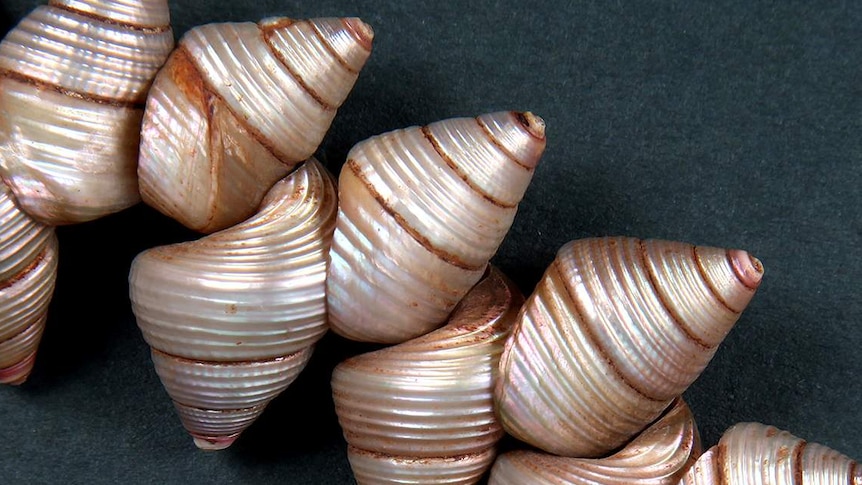 Close-up of shell necklace.