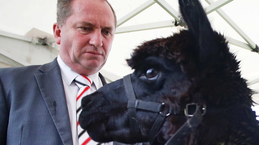 Federal Minister for Agriculture, Barnaby Joyce, looks at an alpaca in front of Parliament House.