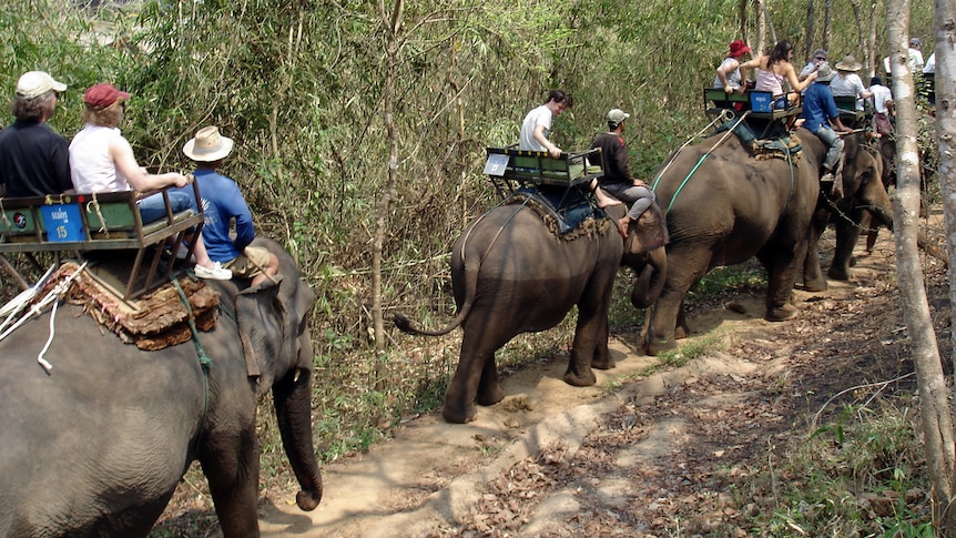 Tourist elephant riding in Chiang Mai, Thailand