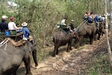 Tourist elephant riding in Chiang Mai, Thailand