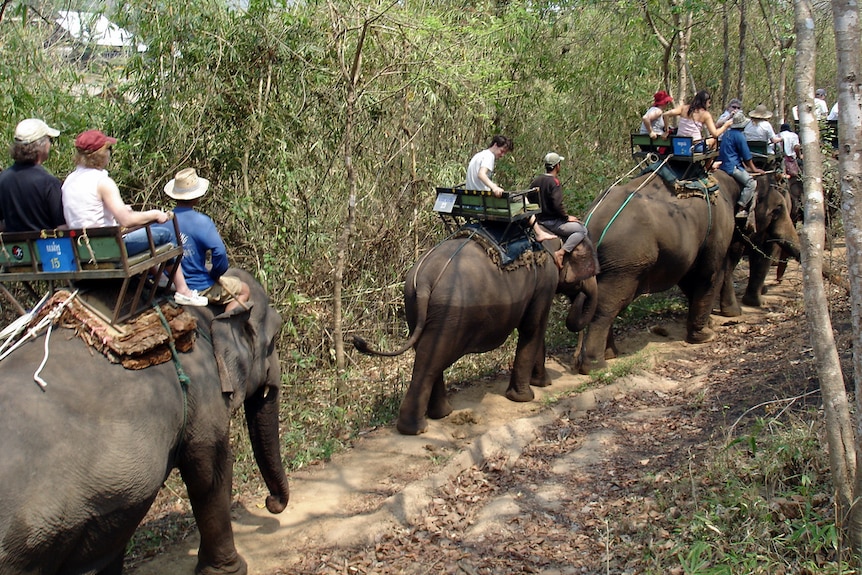 Tourist elephant riding in Chiang Mai, Thailand