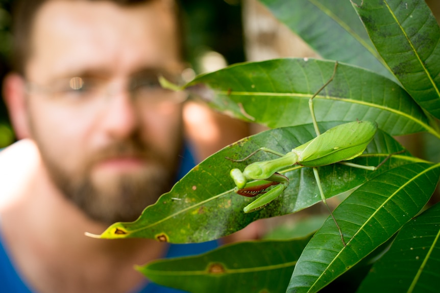 A man hovers behind a large praying mantis as it rests on a leaf.