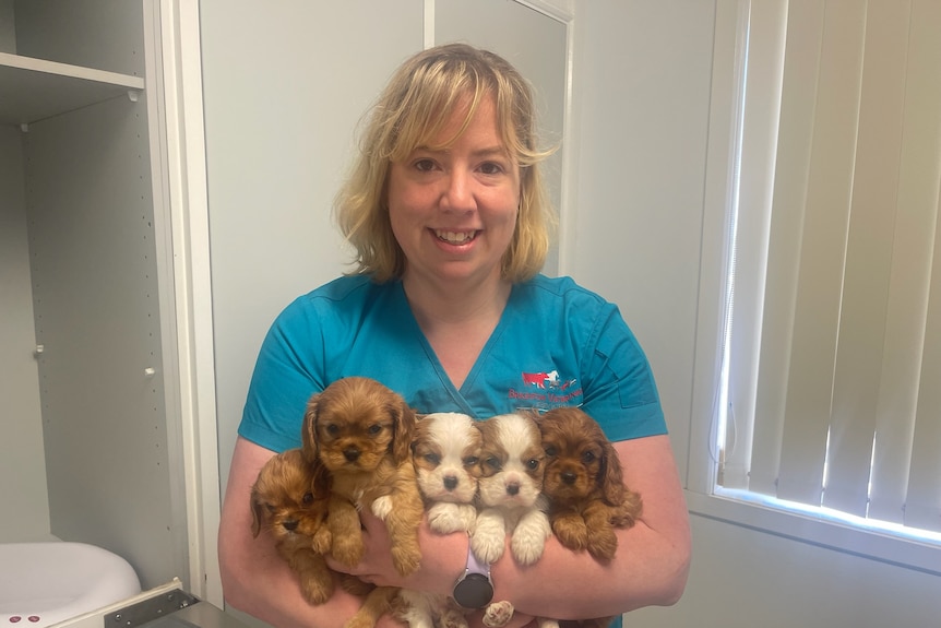 A vet holding a handful of puppies.