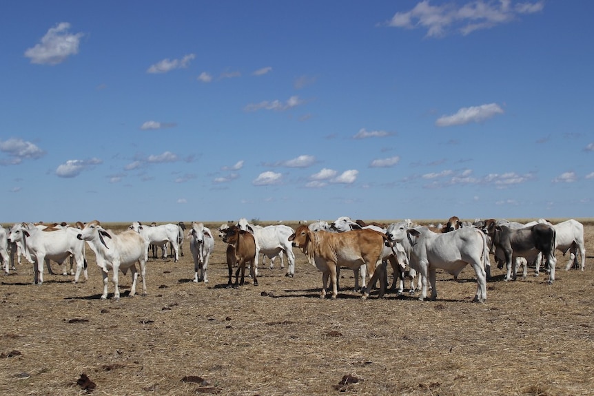 young bulls in a paddock