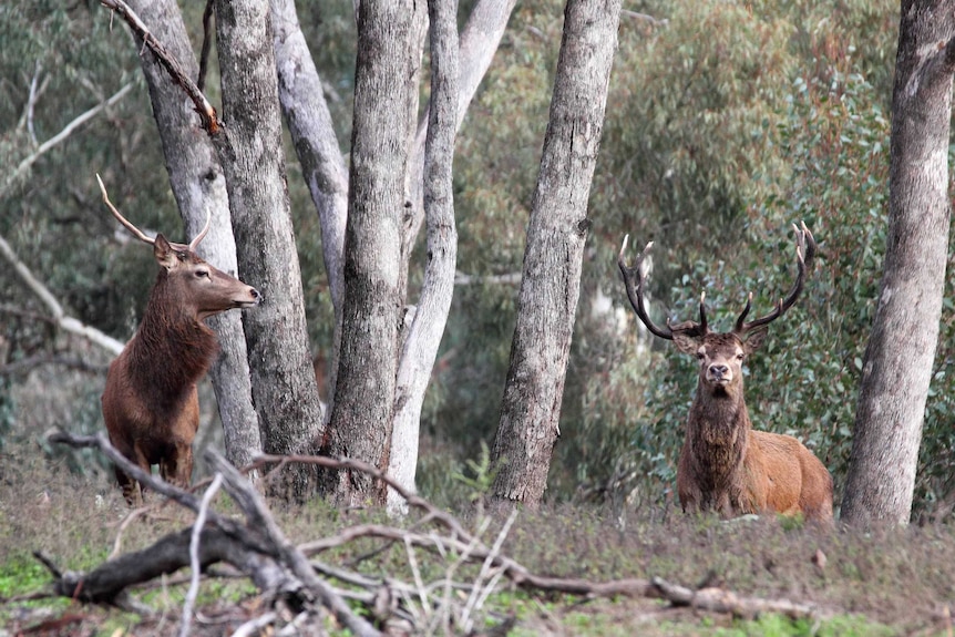 Two stags stand in the scrubland.