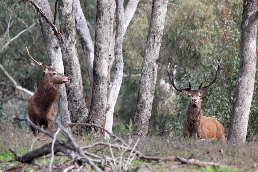 Two deer stand in scrubland.