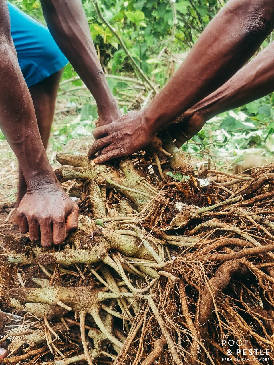 Scientist fills plane 'to the ceiling' after hunt for rare kava strain