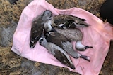 Five ducks of different patterns lie prostrate on a pink pillow slip on the ground.
