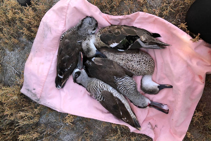 Five ducks of different patterns lie prostrate on a pink pillow case on the ground.