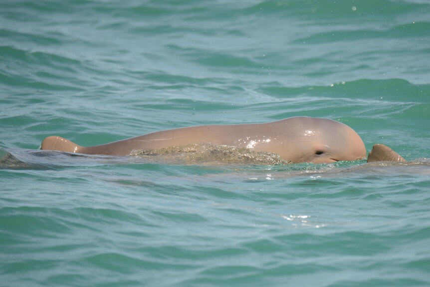 A Snubfin dolphin and calf.