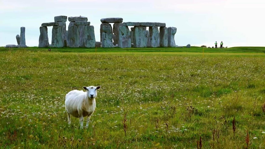 Sheep in a field with Stonehenge in the background