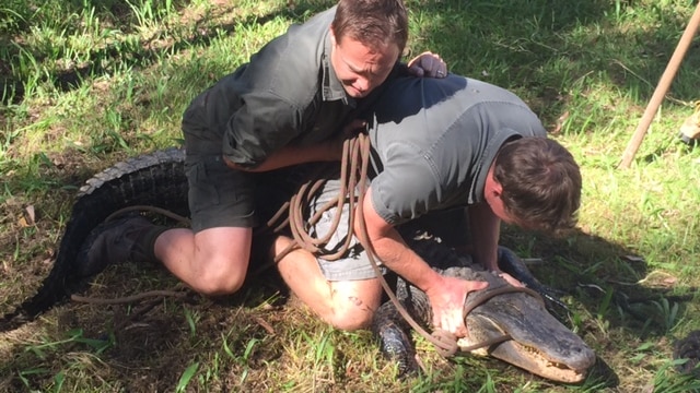 Alligator nest raids