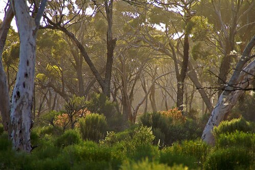 Thick Australian bushland with tall trees.