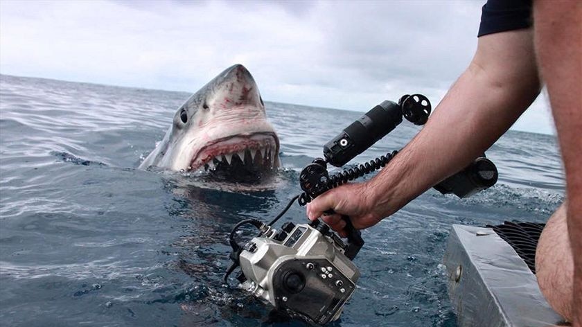 A great white shark pokes its head up above the sea surface looking at a cameraman holding a camera at the water's surface.