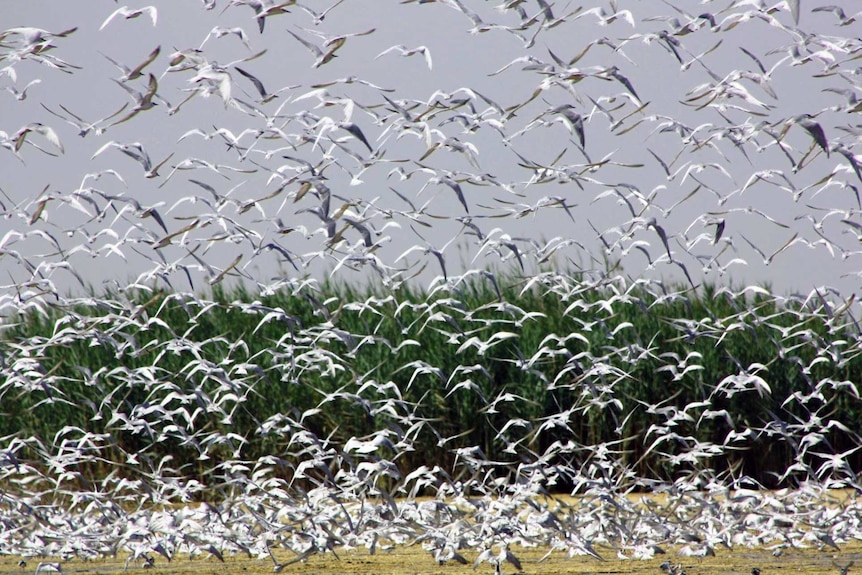 A flock of birds fly over the marshes