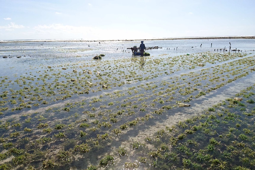 Farmers stand in a seaweed farm