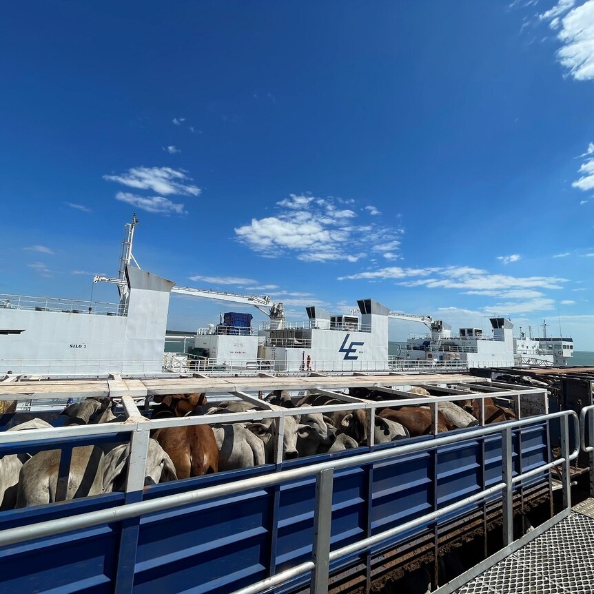 a road train with cattle next to a live export ship.