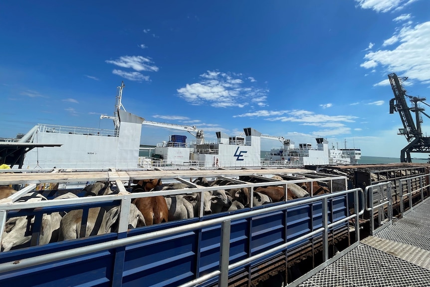 A truck of cattle is parked next to a large boat, ready to loaded for export 