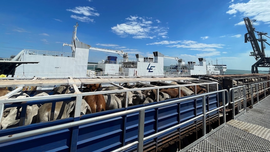 a road train with cattle next to a live export ship.