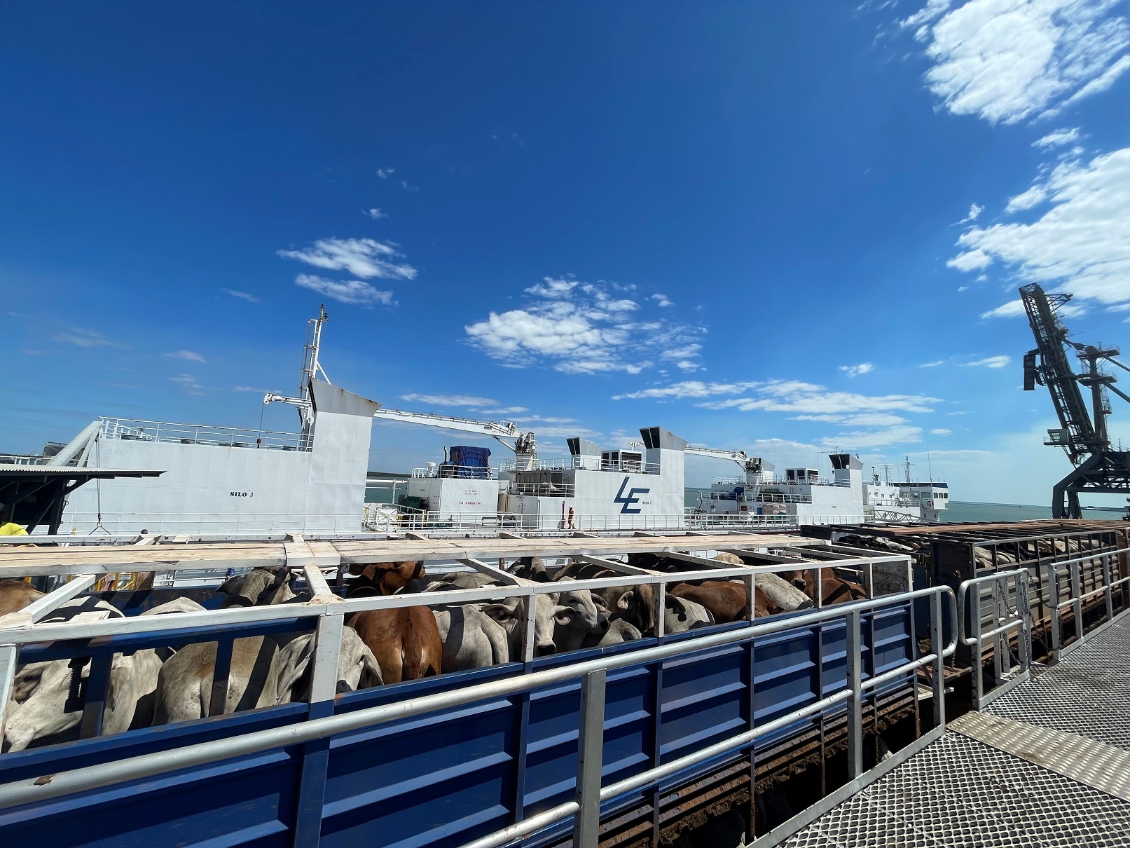 A truck of cattle is parked next to a large boat, ready to loaded for export 