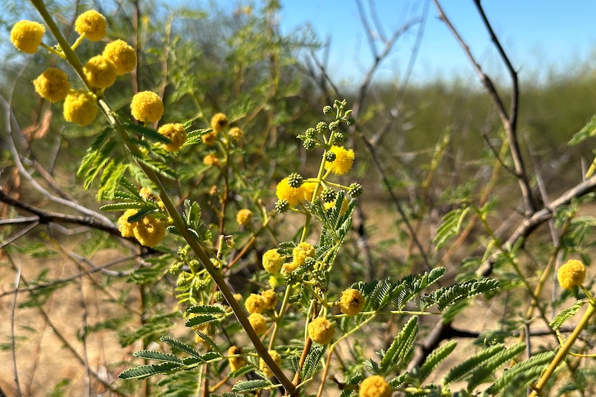 Round yellow flowers growing from a prickly acacia tree.