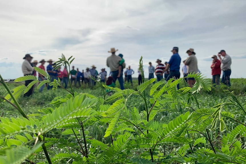 Leucaena field day