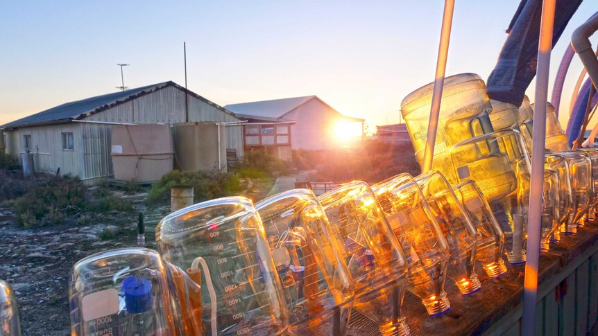 Bottles out to dry ready for new batch of algae to feed larvae at Abrolhos hatchery