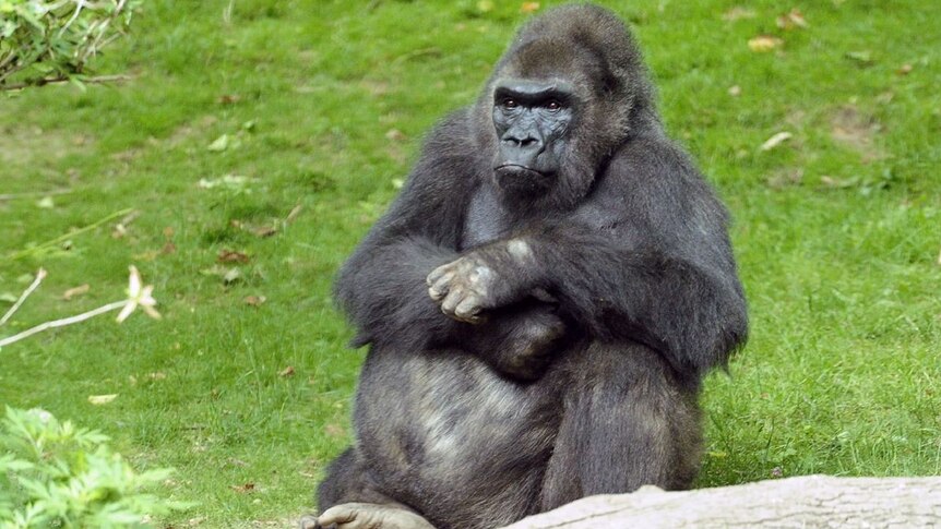 Pattycake sits in her enclosure at the Bronx Zoo.