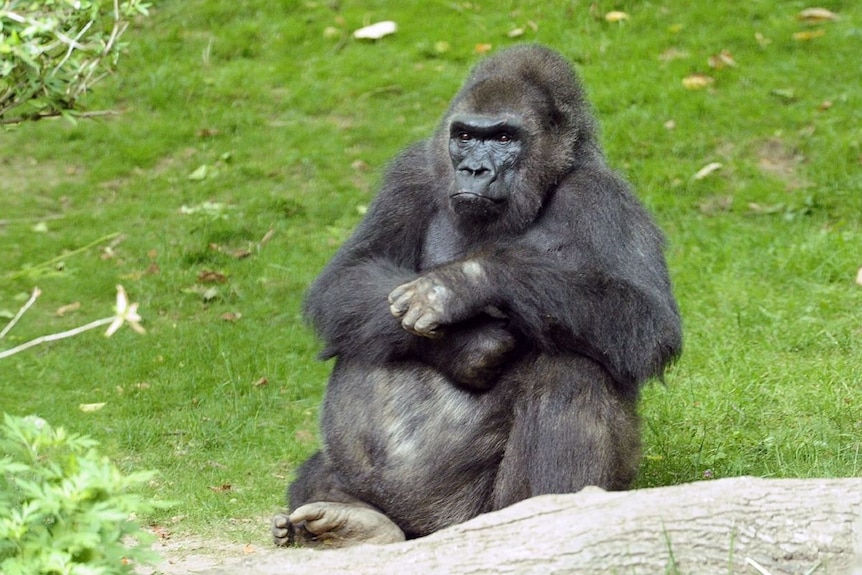 Pattycake sits in her enclosure at the Bronx Zoo.