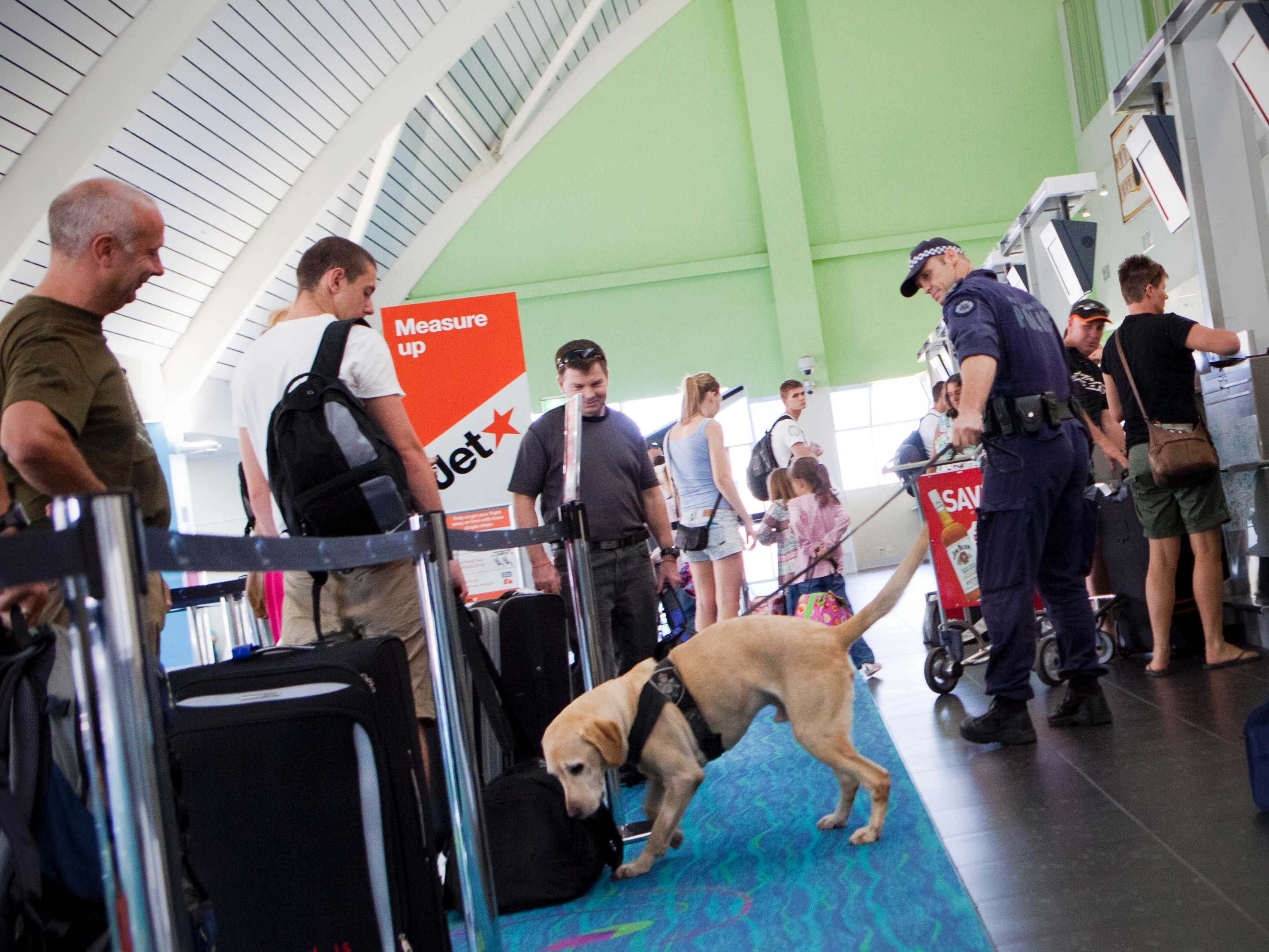 Sniffer dogs How do the AFP's airport fourlegged staff seek out