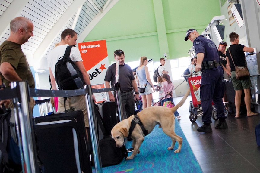 An AFP handler with his sniffer dog check the luggage of passengers waiting to check in to a Jetstar flight